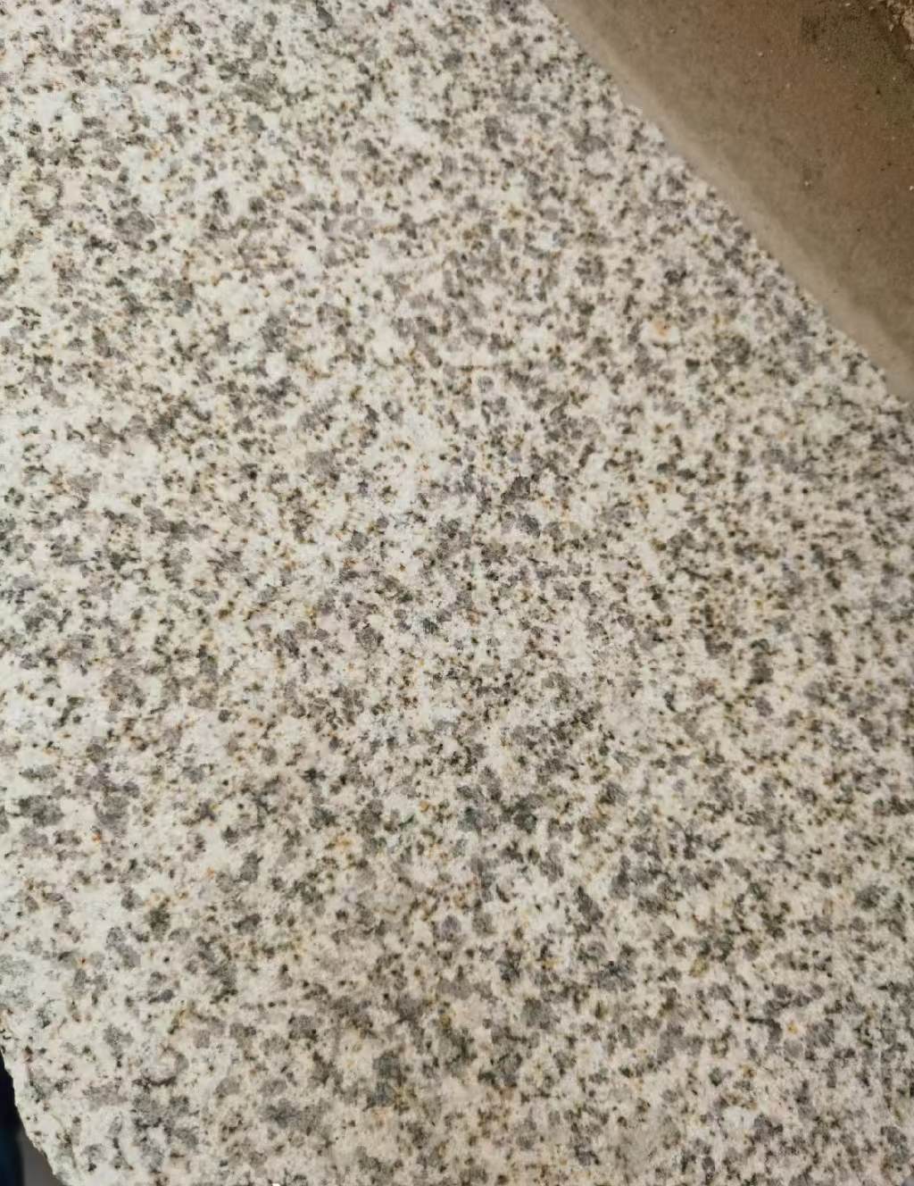 资阳 黄金麻中黄光面